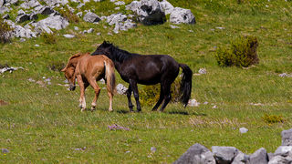 Divlji konji Velebita, foto: Leo Banic
