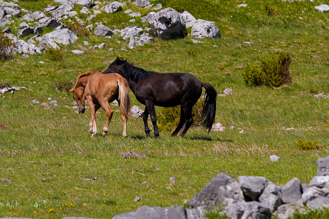 Divlji konji Velebita, foto: Leo Banic
