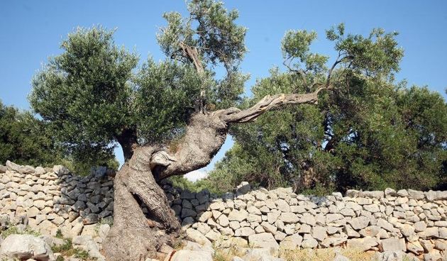 Lun, otok Pag – Lunjski maslinici protezu se na oko 400 hektara i broje vise od 80 000 stabala. Istice se oko 1 500 stabala oblice visokih od pet do osam metara, cija se prosjecna starost procjenjuje na 1 200 godina, dok je najstarija maslina u Lunu stara