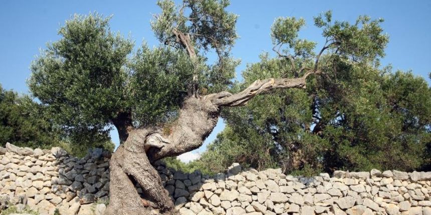 Lun, otok Pag – Lunjski maslinici protezu se na oko 400 hektara i broje vise od 80 000 stabala. Istice se oko 1 500 stabala oblice visokih od pet do osam metara, cija se prosjecna starost procjenjuje na 1 200 godina, dok je najstarija maslina u Lunu stara