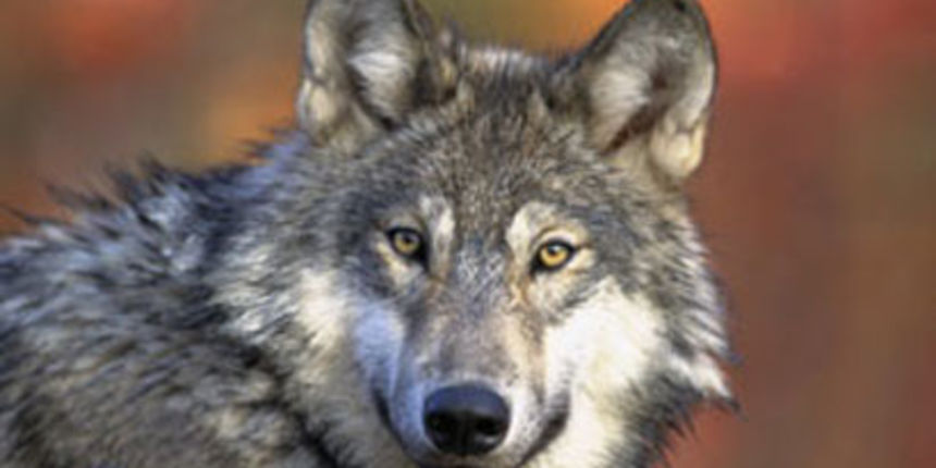 Vuk (Foto: Totalportal.hr)