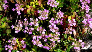 Pješačka staza Obrovac – Jankovića buk