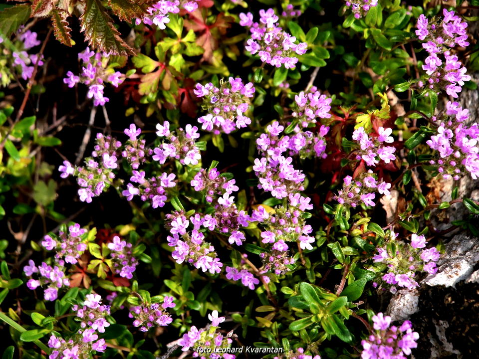 Pješačka staza Obrovac – Jankovića buk