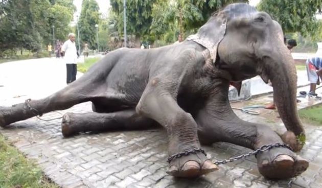 Slon Raju, Foto: Screenshot: YouTube