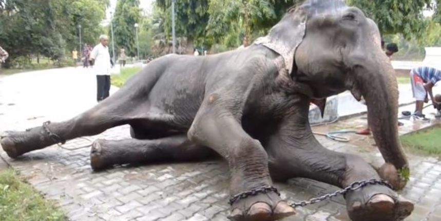 Slon Raju, Foto: Screenshot: YouTube Slon Raju, Foto: Screenshot: YouTube