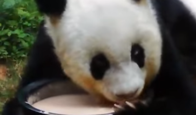 panda