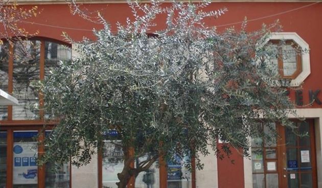 Plodovi masline u travnju?!, foto-nasadi d.o.o.