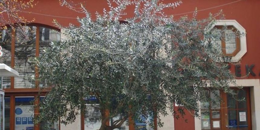 Plodovi masline u travnju?!, foto-nasadi d.o.o. Plodovi masline u travnju?!, foto-nasadi d.o.o.