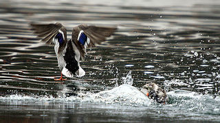 Bled i Bledsko jezero Bled i Bledsko jezero
