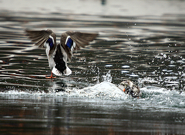 Bled i Bledsko jezero Bled i Bledsko jezero