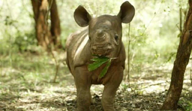 Mali nosorog (Foto: hedweb.com)