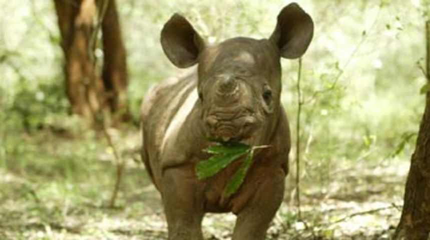 Mali nosorog (Foto: hedweb.com) Mali nosorog (Foto: hedweb.com)