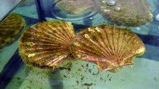 Strani studenti na združenom studiju Biotehnologija mora Strani studenti na združenom studiju Biotehnologija mora