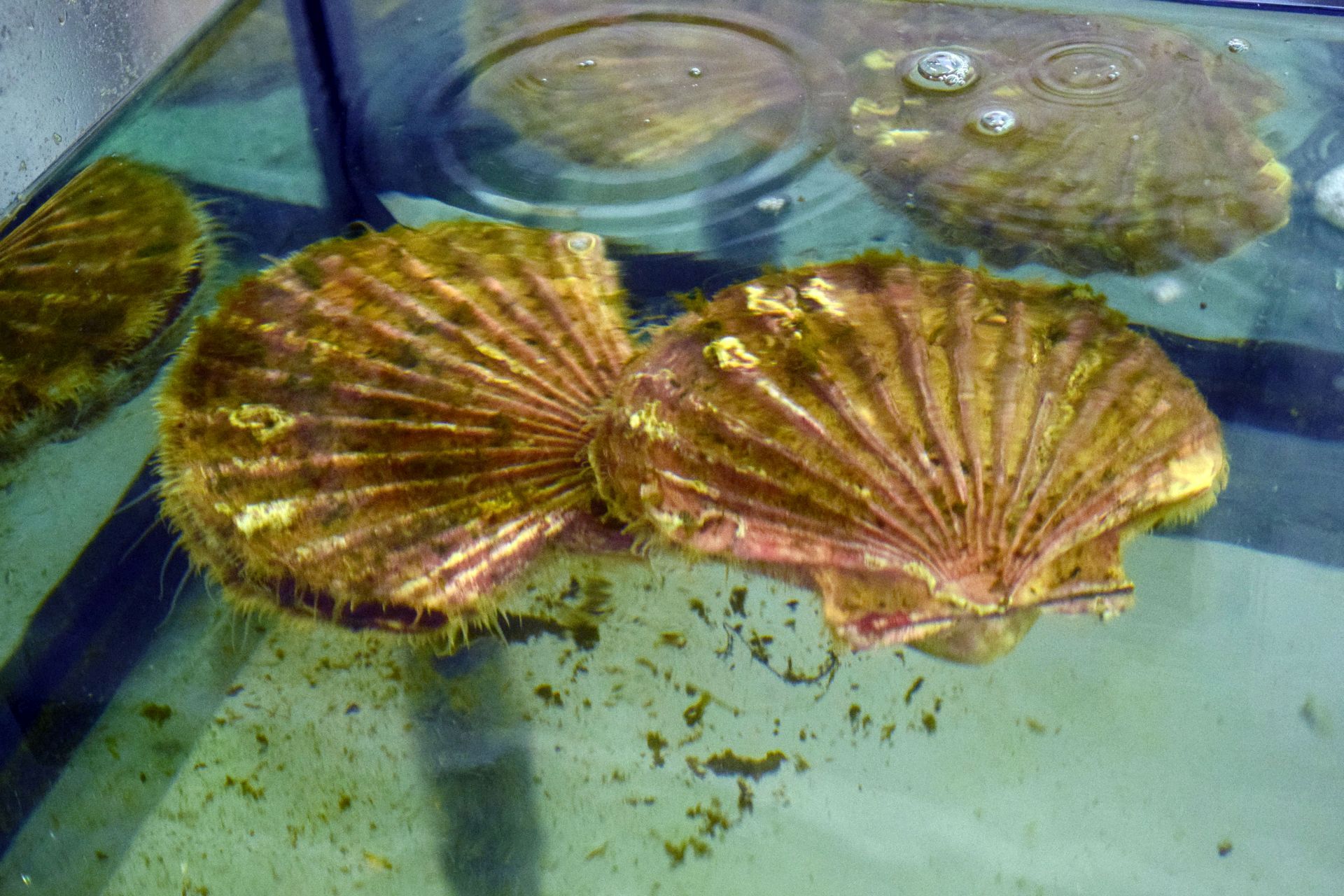 Strani studenti na združenom studiju Biotehnologija mora Strani studenti na združenom studiju Biotehnologija mora