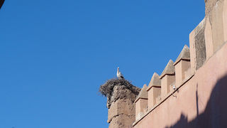 Skitnja Casablancom, foto: Pero Šindija