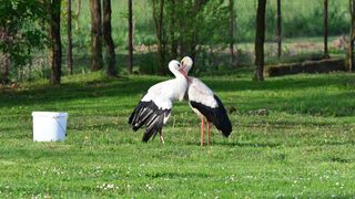 Klepetan se ipak vratio Malenoj Klepetan se ipak vratio Malenoj