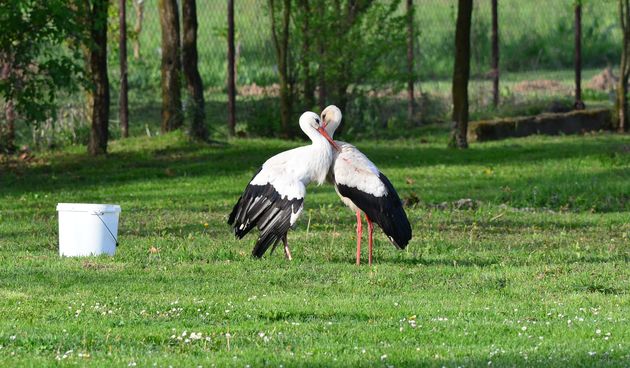 Klepetan se ipak vratio Malenoj