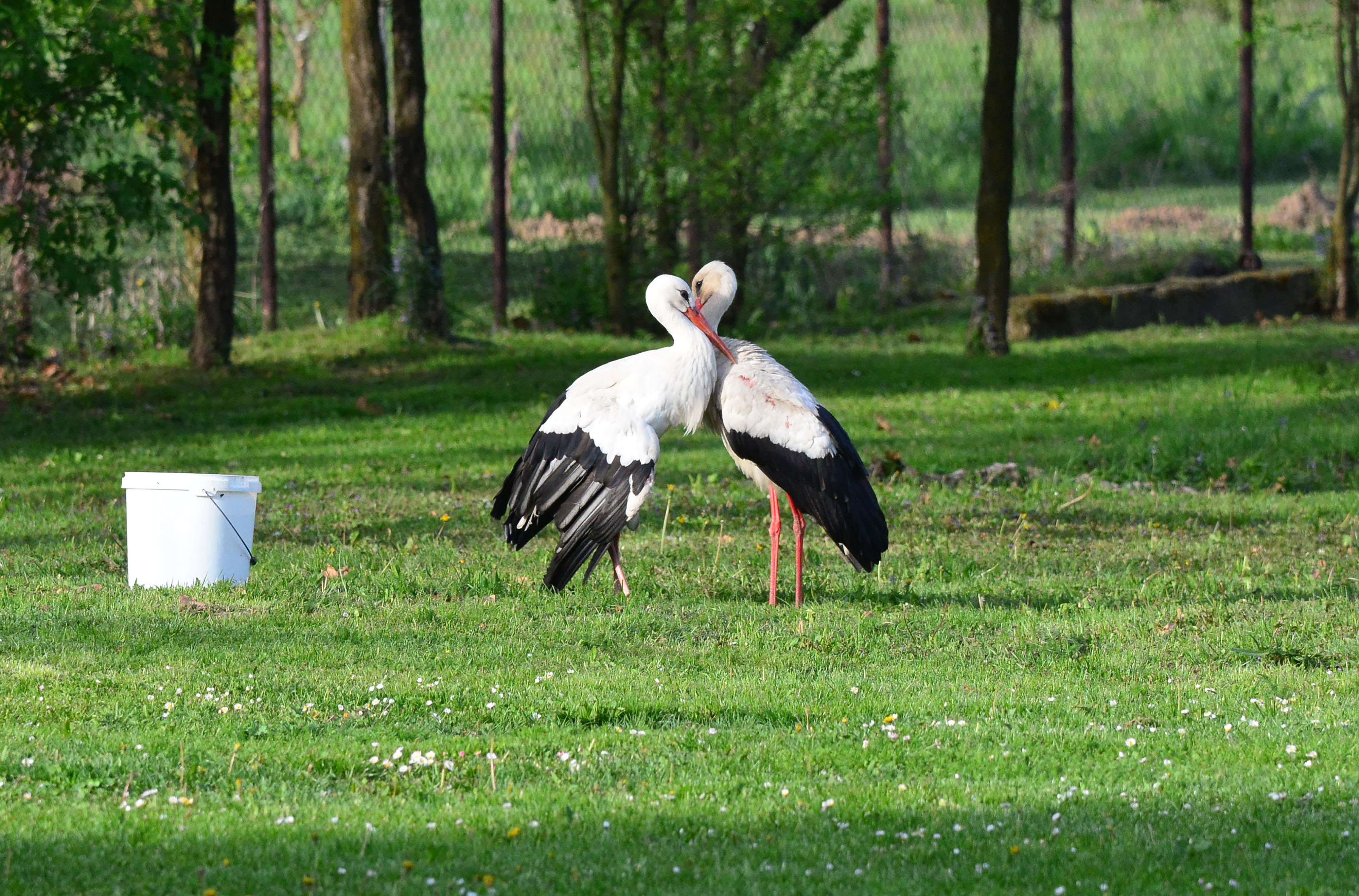 Klepetan se ipak vratio Malenoj Klepetan se ipak vratio Malenoj