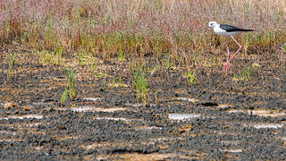 Solana Nin, berba soli, foto: Leo Banić