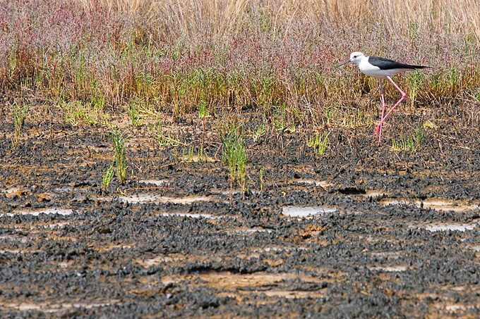 Solana Nin, berba soli, foto: Leo Banić