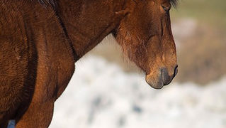 Đir do Libinja 9. travnja 2012. (foto:Saša Čuka) Đir do Libinja 9. travnja 2012. (foto:Saša Čuka)