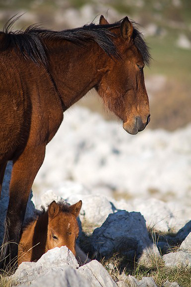 Đir do Libinja 9. travnja 2012. (foto:Saša Čuka) Đir do Libinja 9. travnja 2012. (foto:Saša Čuka)