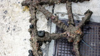 Ronioci kluba Sv. Roko izronili dio starog srušenog mosta u Jazinama, Foto: Mladen Malik