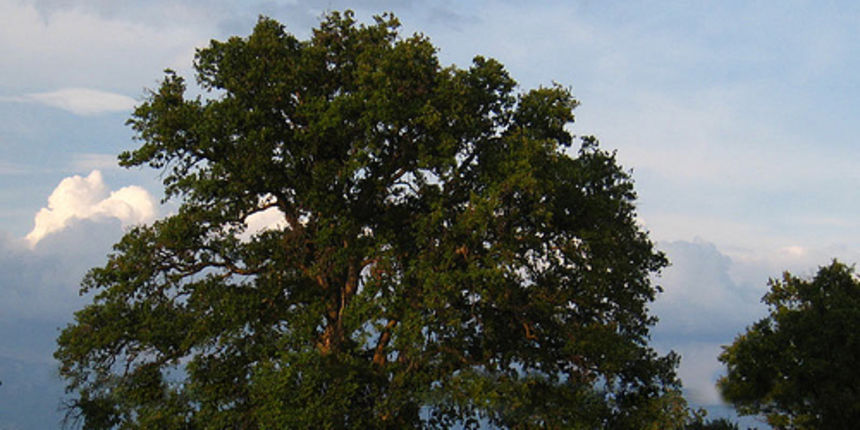 Zeleni hrast Zeleni hrast