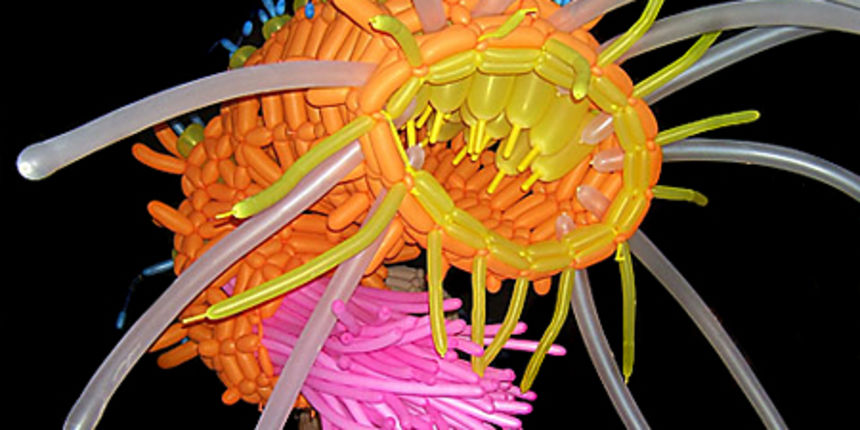 Jason Hackenwerth, baloni(Foto:gigantico.com)