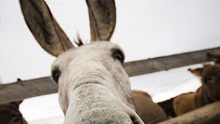 Farma “Dar-mar” (foto:Saša Čuka)