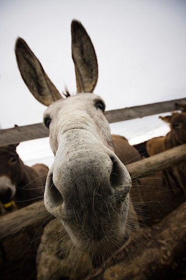 Farma “Dar-mar” (foto:Saša Čuka)