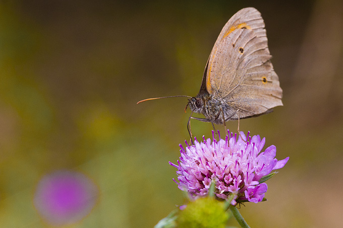 Cvijeće, bube, pauk, foto: Leo Banić