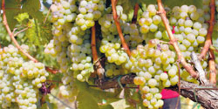 vinogradarstvo vinogradarstvo