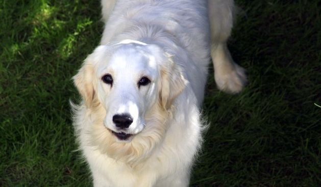 Luna, zlatni retriver, Foto: M.Malik