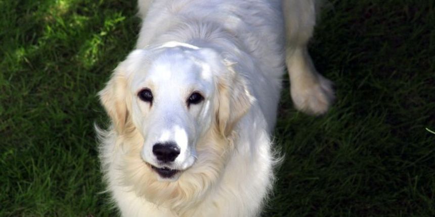 Luna, zlatni retriver, Foto: M.Malik Luna, zlatni retriver, Foto: M.Malik