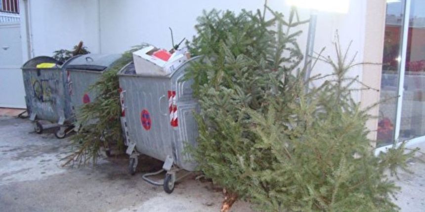 Bačena božićna drvca, Foto: Radio Zadar