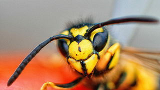 Bibinjski sinac, Foto: Leo Banic Bibinjski sinac, Foto: Leo Banic