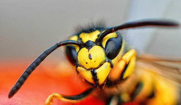 Bibinjski sinac, Foto: Leo Banic