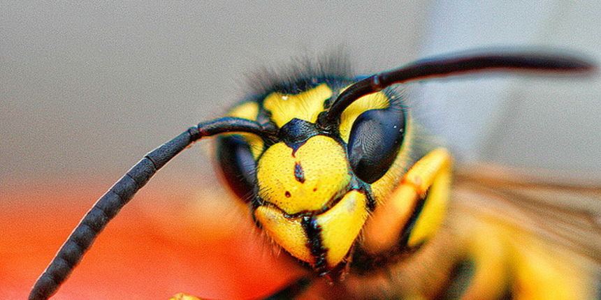 Bibinjski sinac, Foto: Leo Banic Bibinjski sinac, Foto: Leo Banic