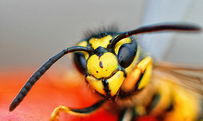 Bibinjski sinac, Foto: Leo Banic Bibinjski sinac, Foto: Leo Banic