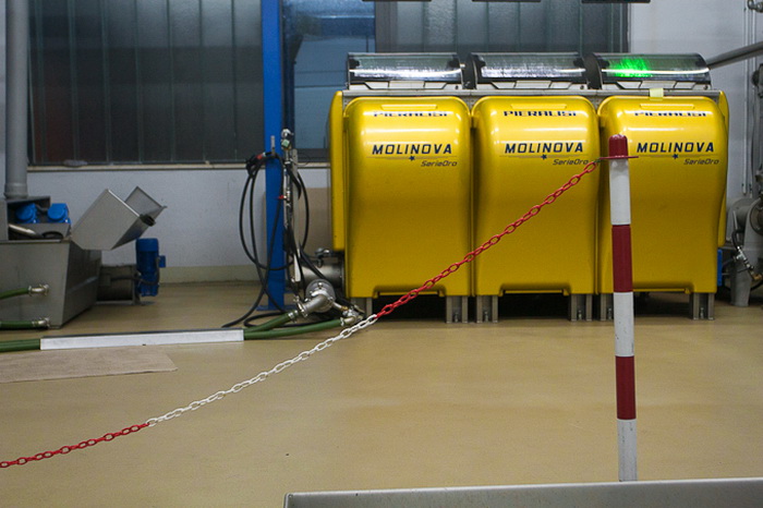 Put masline od stabla do djevicanskog ulja, Foto: Leo Banic Put masline od stabla do djevicanskog ulja, Foto: Leo Banic