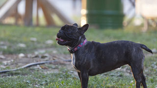Zadarski Picnic predstavio zanimljive street food poslastice poput “goveđih obraza” Zadarski Picnic predstavio zanimljive street food poslastice poput “goveđih obraza”