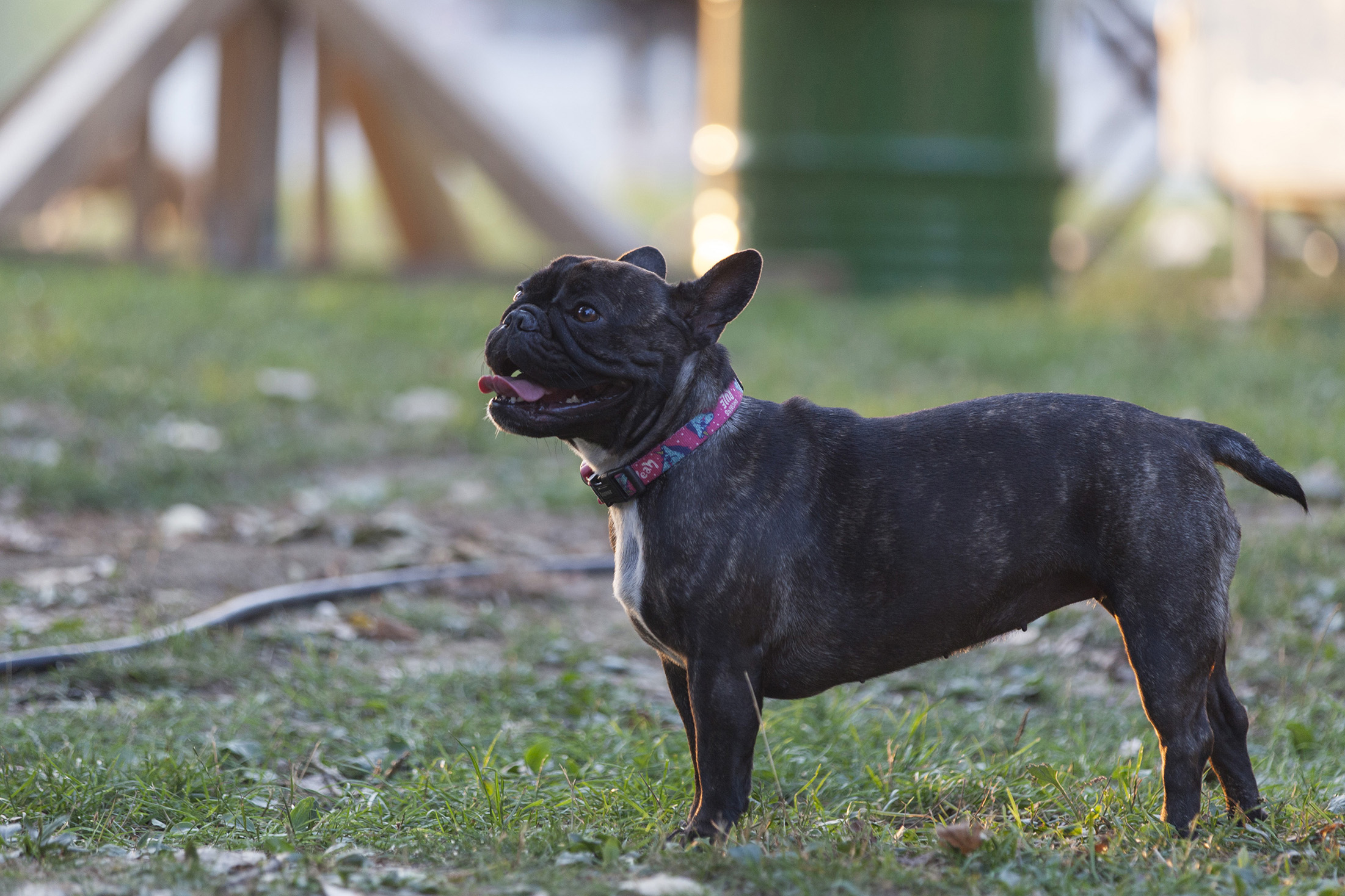 Zadarski Picnic predstavio zanimljive street food poslastice poput “goveđih obraza” Zadarski Picnic predstavio zanimljive street food poslastice poput “goveđih obraza”