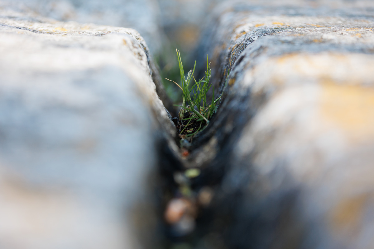 Đir po gradu, 25. ožujka 2025.