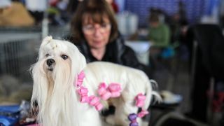 Izložba pasa na Zagrebačkom velesajmu Izložba pasa na Zagrebačkom velesajmu