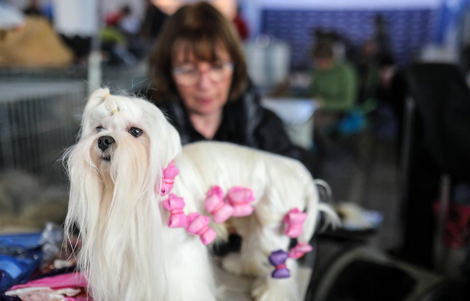 Izložba pasa na Zagrebačkom velesajmu Izložba pasa na Zagrebačkom velesajmu