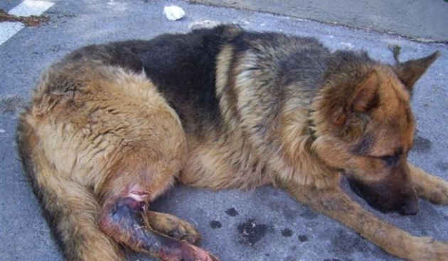 Zlostavljani pas u benkovačkom azilu (Foto: Prijatelji životinja)