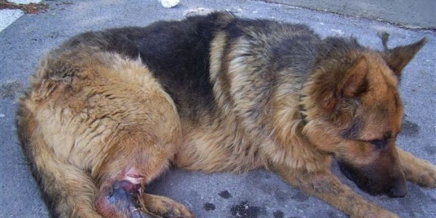 Zlostavljani pas u benkovačkom azilu (Foto: Prijatelji životinja)