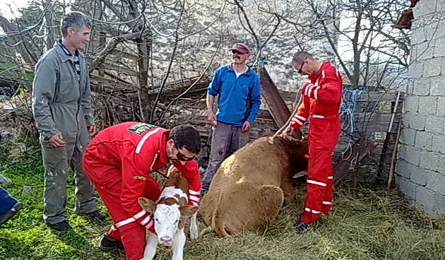 HGSS-ovci spasili ozlijeđenu kravu Jagodu