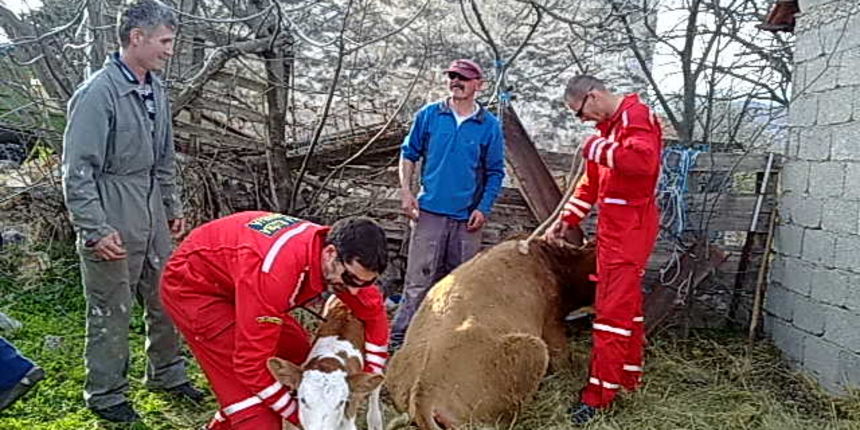 HGSS-ovci spasili ozlijeđenu kravu Jagodu HGSS-ovci spasili ozlijeđenu kravu Jagodu